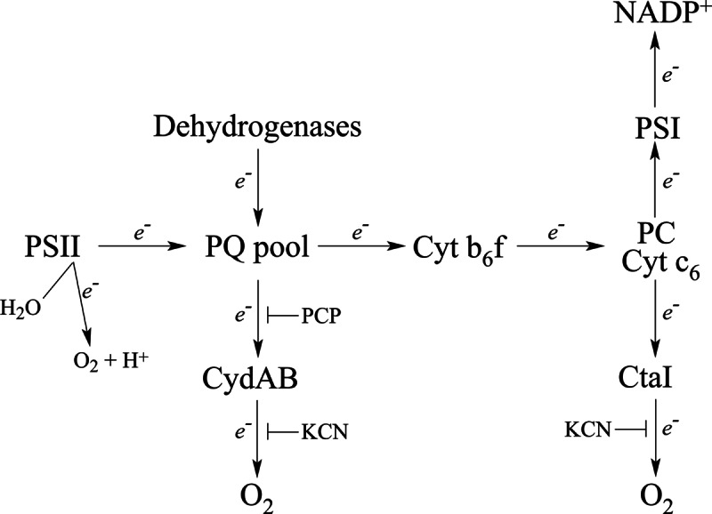 Fig. 5.