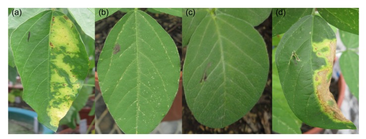 Fig. 5