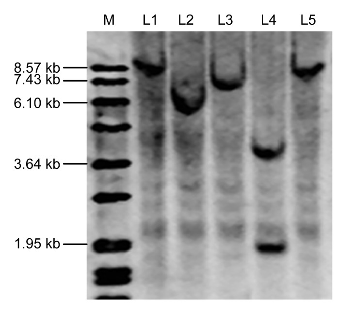 Fig. 7