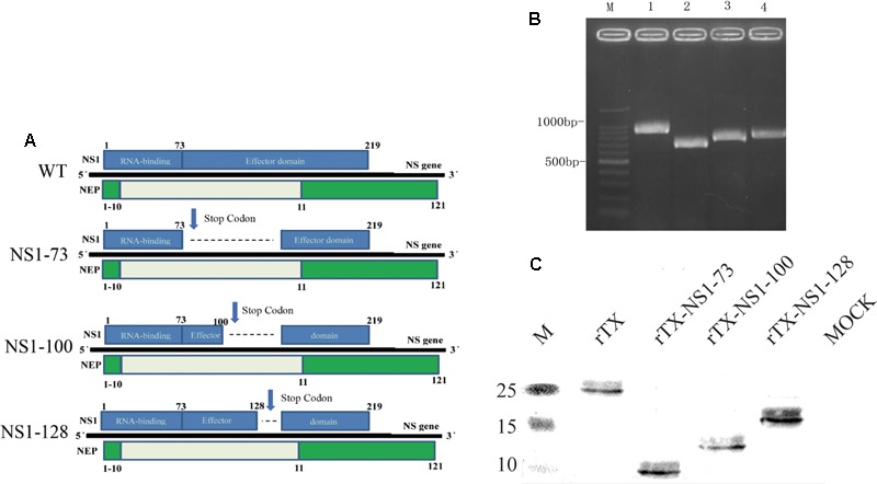 FIGURE 1