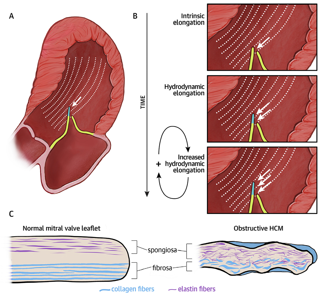 CENTRAL ILLUSTRATION