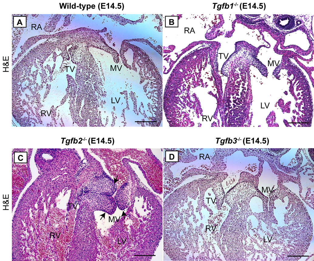 Fig.2