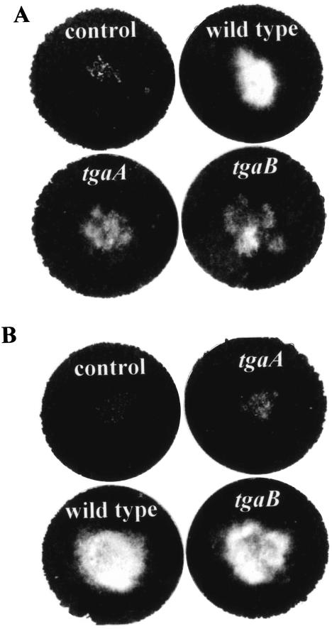 FIG. 6.