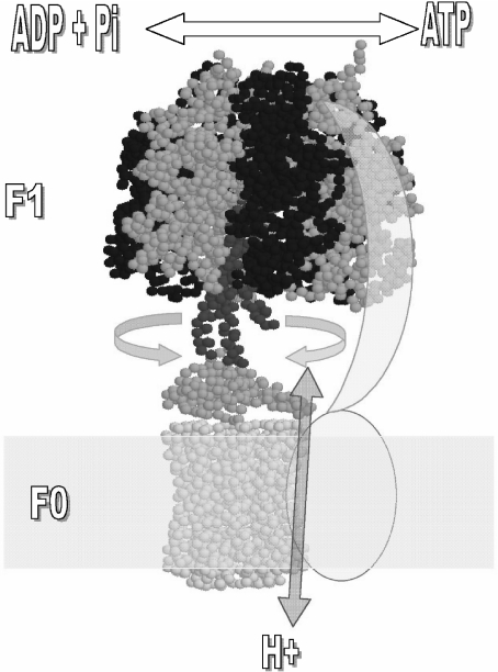 Fig. 1