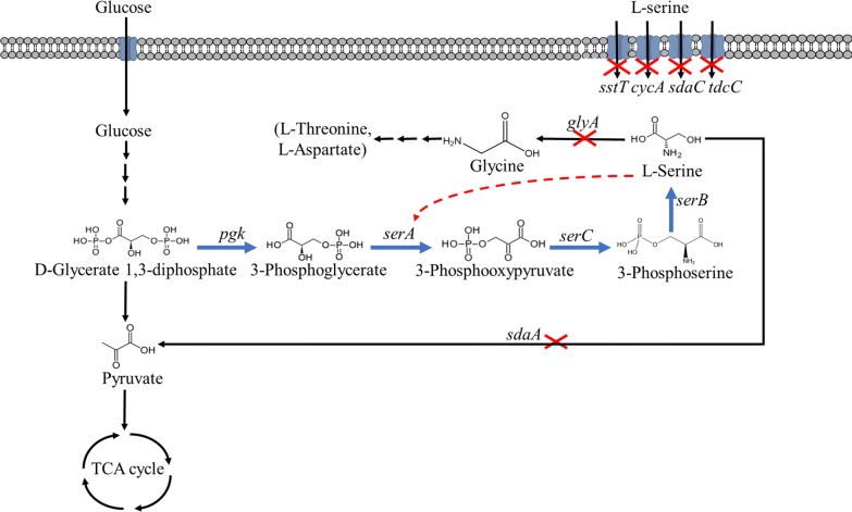 Fig. 1