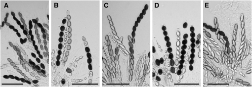 Figure 4.—