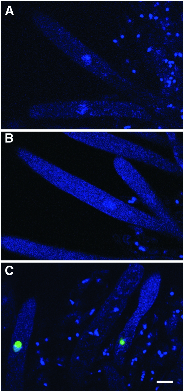 Figure 3.—