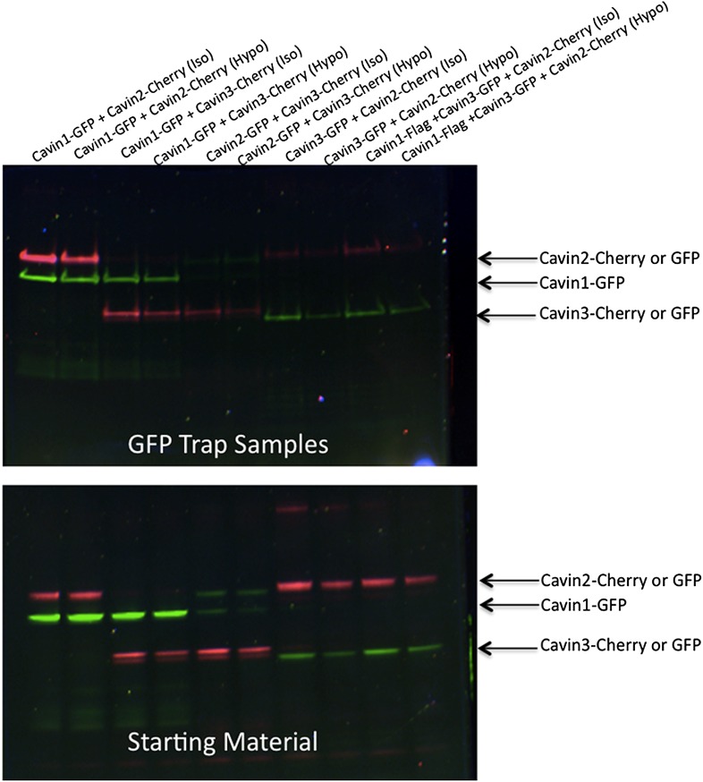 Figure 4—figure supplement 1.