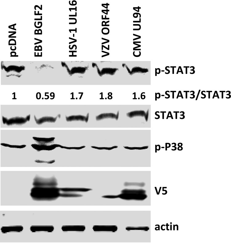 FIG 7