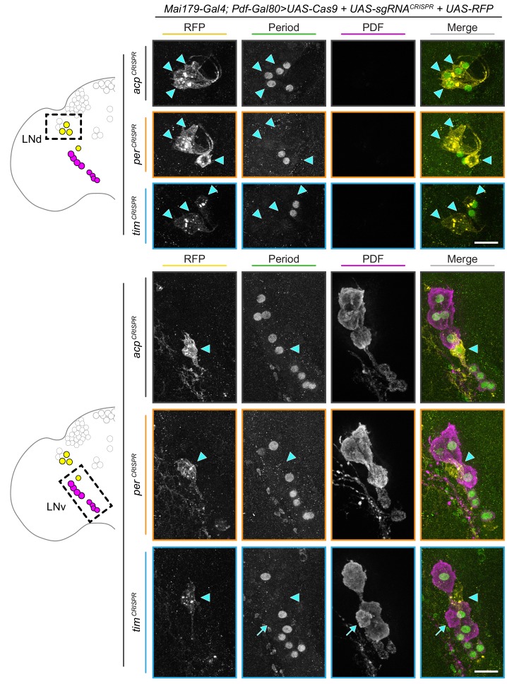 Figure 6—figure supplement 2.