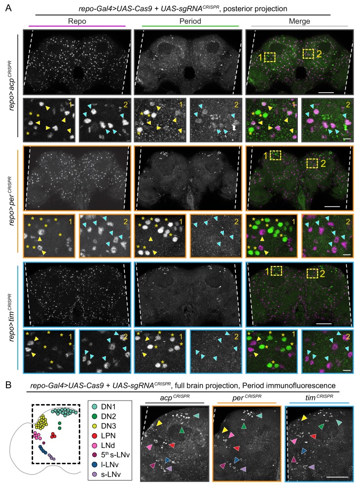 Figure 2—figure supplement 5.