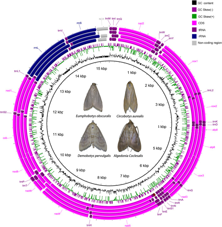 FIGURE 1