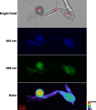 Figure 4