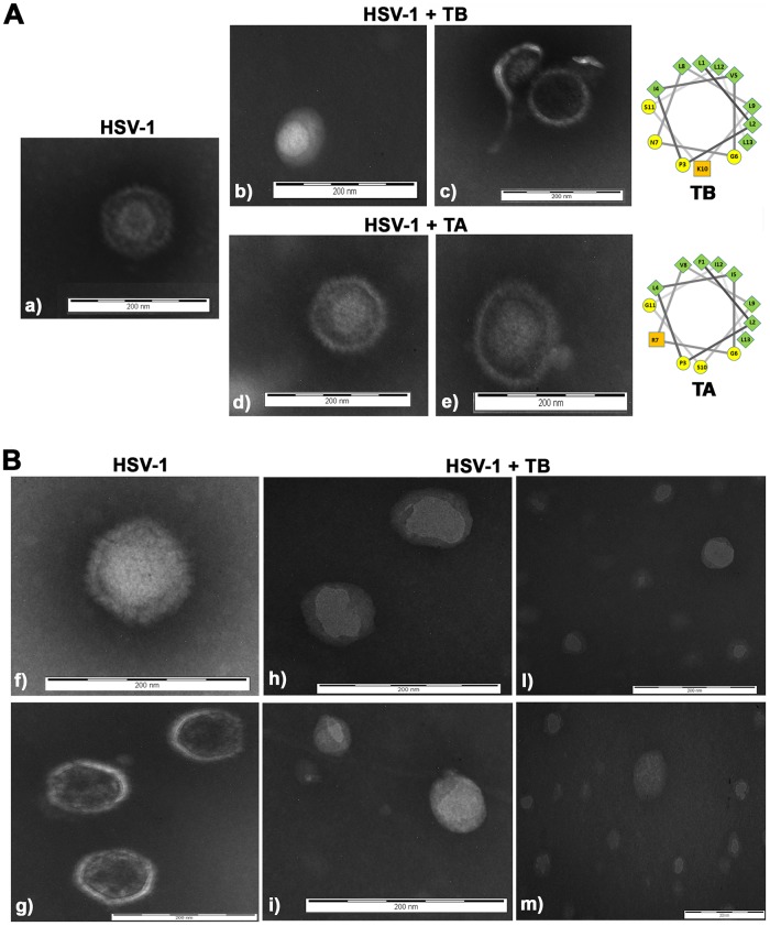 FIG 6