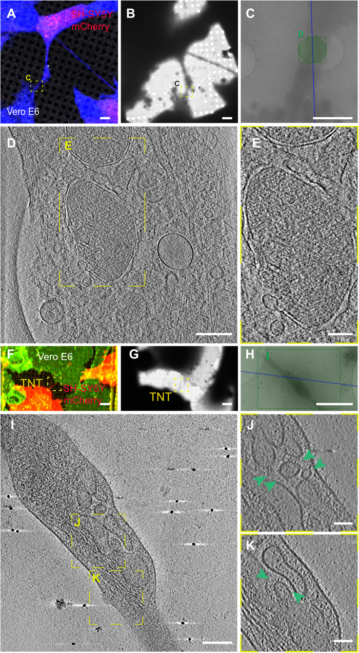 Fig. 8.