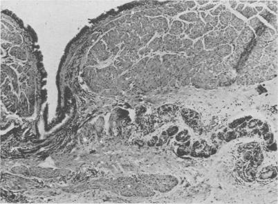 Fig. 8.