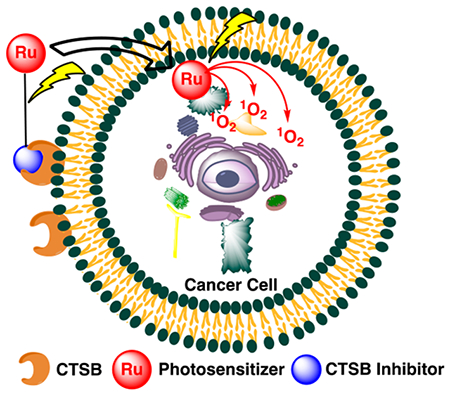 graphic file with name nihms-1054498-f0018.jpg