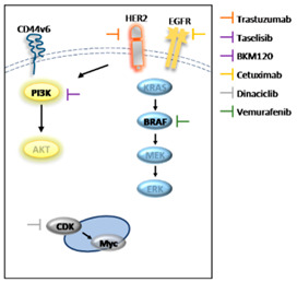 graphic file with name cancers-14-00673-i001.jpg