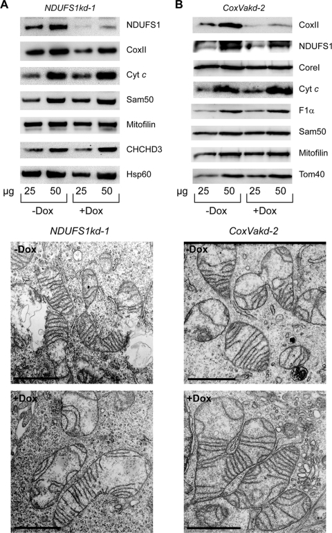 Fig 12