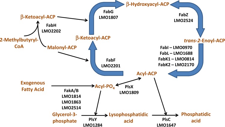 FIG 1