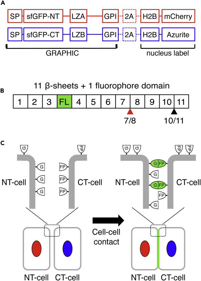 Figure 1