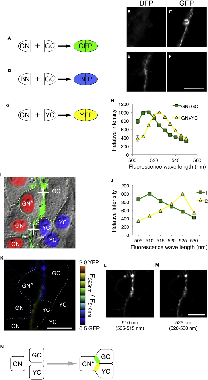 Figure 4