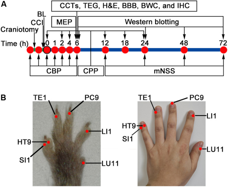 FIGURE 1