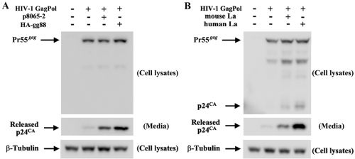 FIG 8 