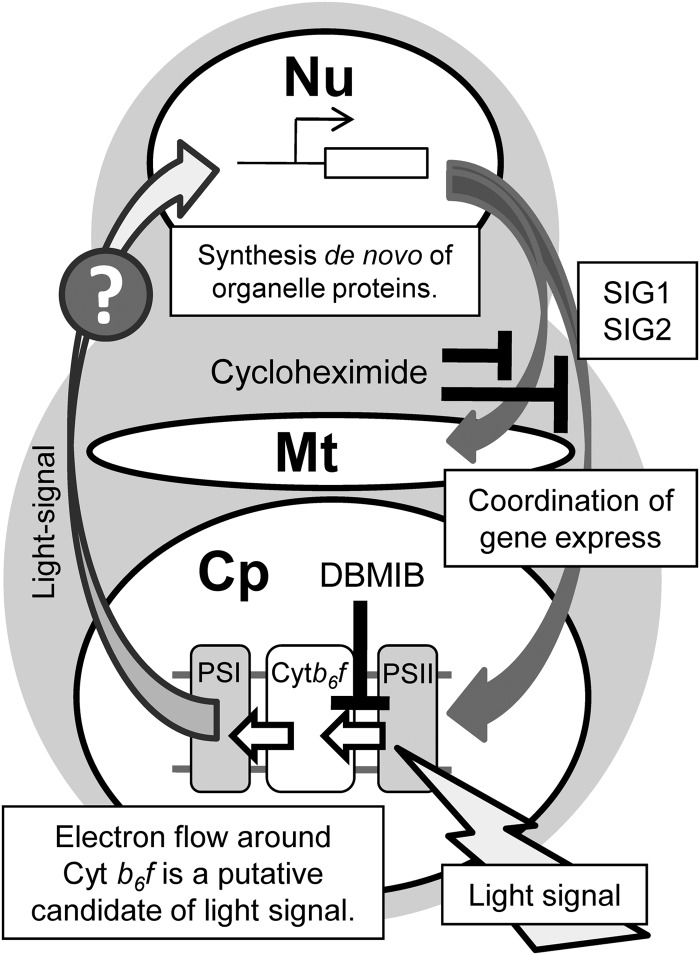 Figure 7.