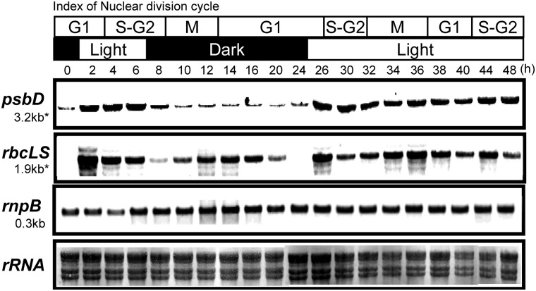 Figure 3.