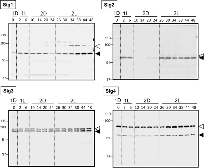 Figure 4.