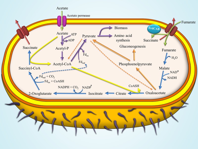 FIG 7