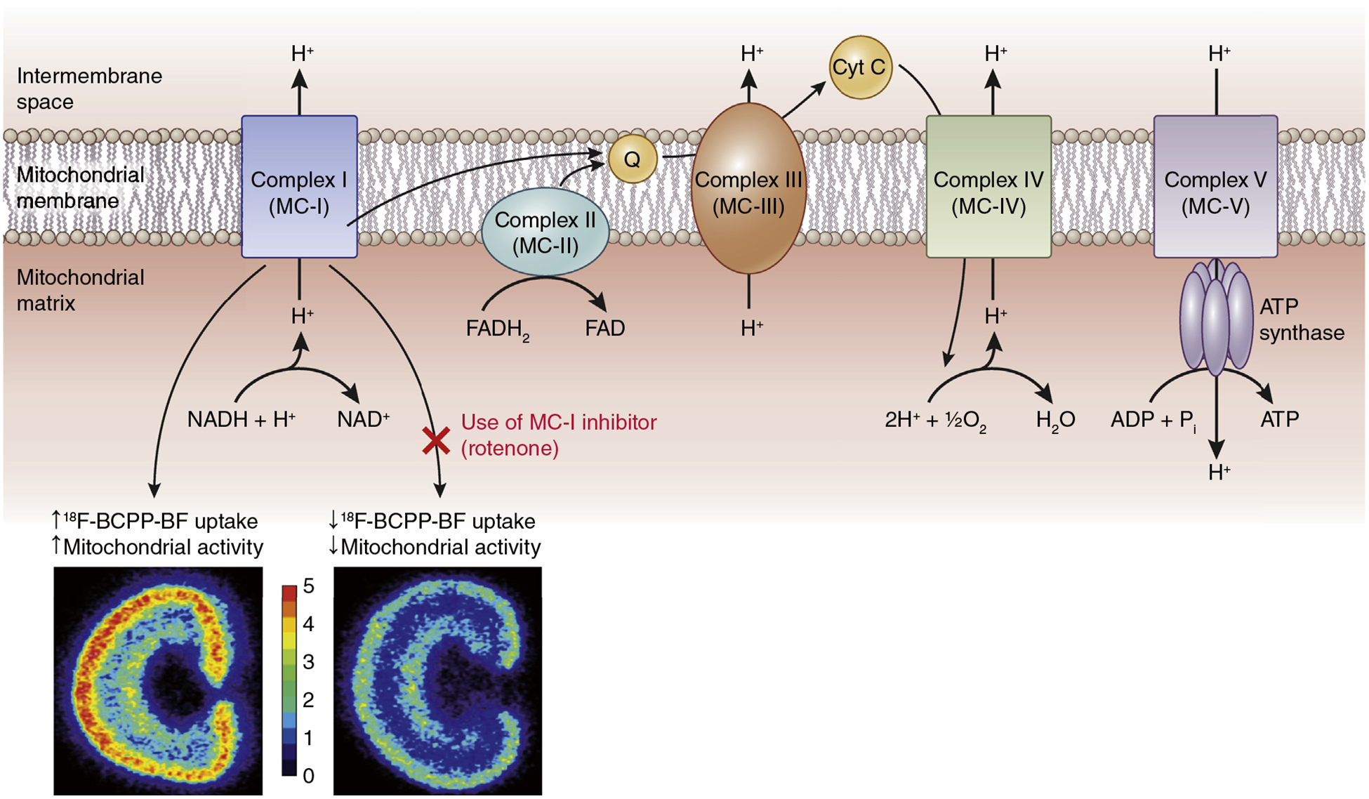 Figure 1 |