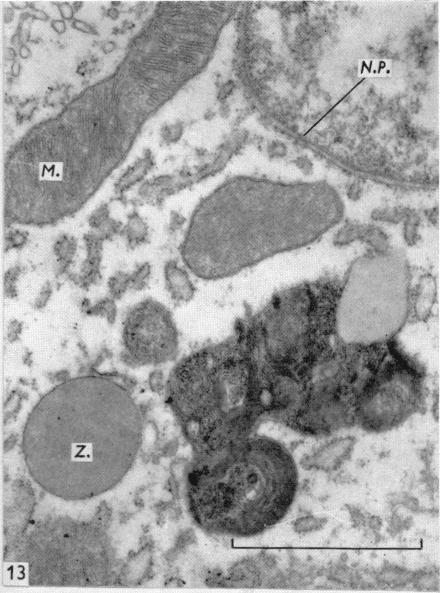 Fig. 13