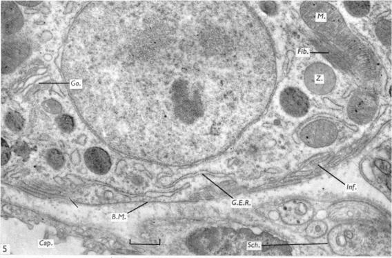 Fig. 5