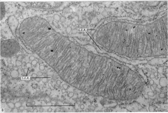 Fig. 8