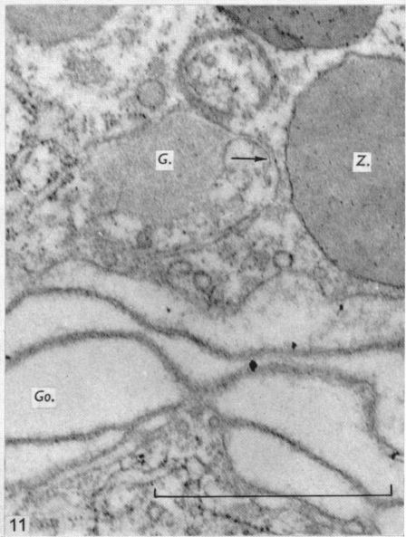 Fig. 11