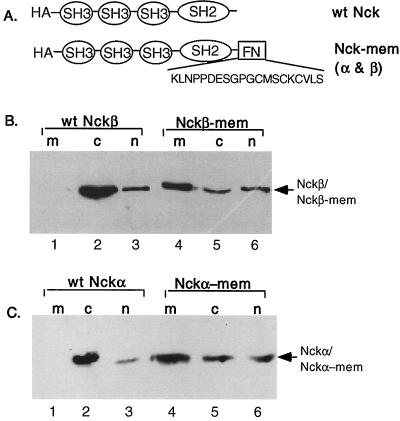 FIG. 7