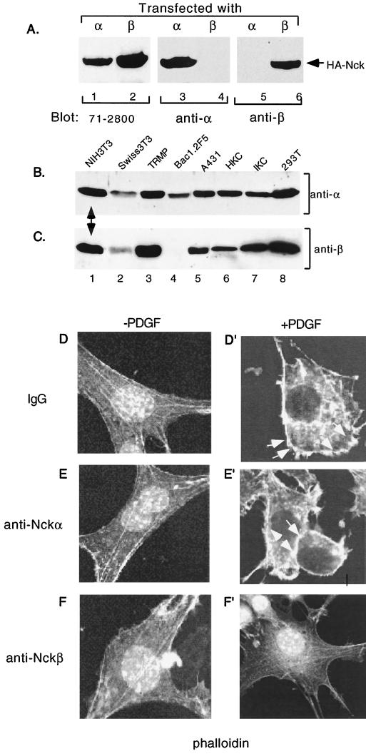 FIG. 6