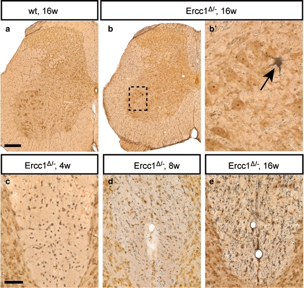 Fig. 4