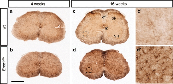 Fig. 2