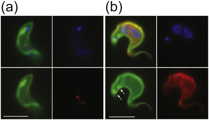 Fig. 3