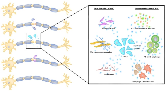 A diagram of a cell division AI-generated content may be incorrect.