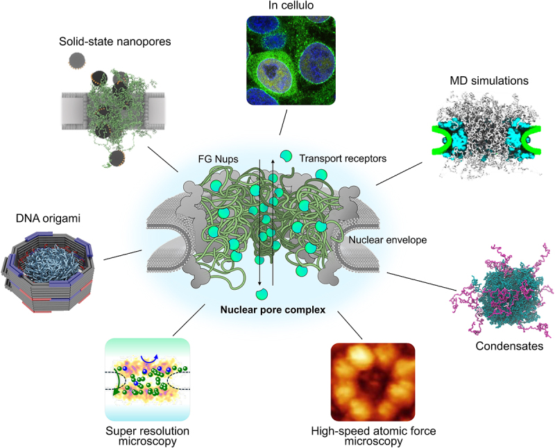 Fig 1 illustrates various experimental and computational approaches used to study the nuclear pore complex (NPC). At the centre is a schematic of the NPC embedded in the nuclear envelope, showing FG nucleoporins (FG Nups) and transport receptors. Surrounding the NPC are labelled images and illustrations representing different methods discussed in this meeting report. Clockwise from the top: fluorescence micrograph, a snapshot of an MD simulation of the NPC, a snapshot of an MD simulation of a condensate, a high-speed atomic force micrograph, a diagram of super resolution microscopy data, 3D illustration of a NPC-mimetic DNA origami, 3D illustration of FG-Nups and transport receptors in a solid-state nanopore.