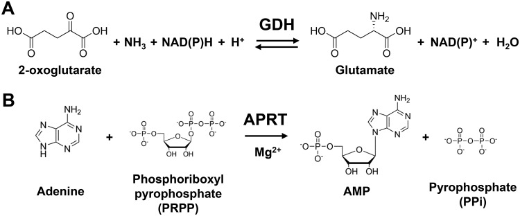 FIG 1