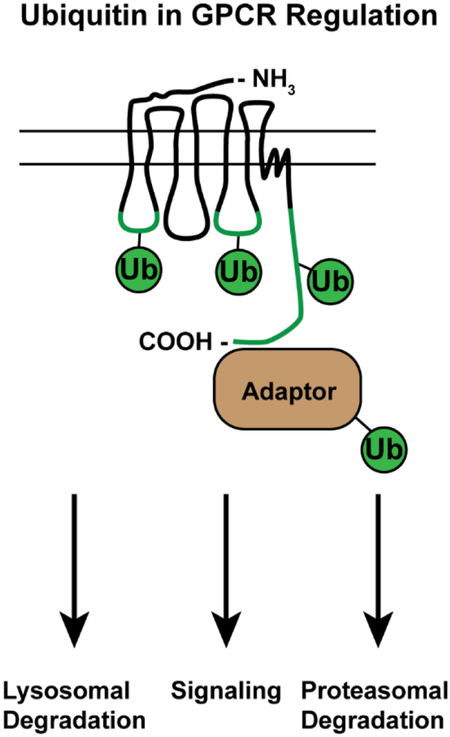 graphic file with name nihms-994880-f0001.jpg