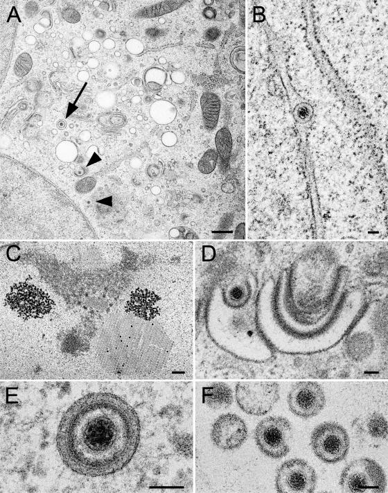 FIG. 10.