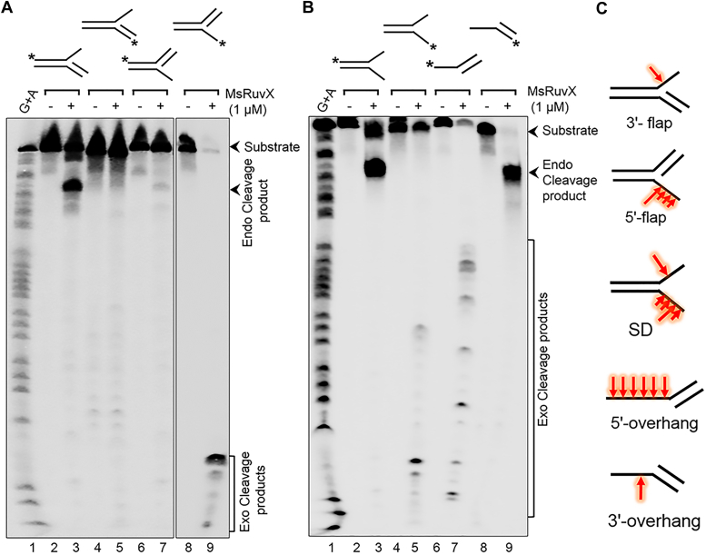 Figure 12