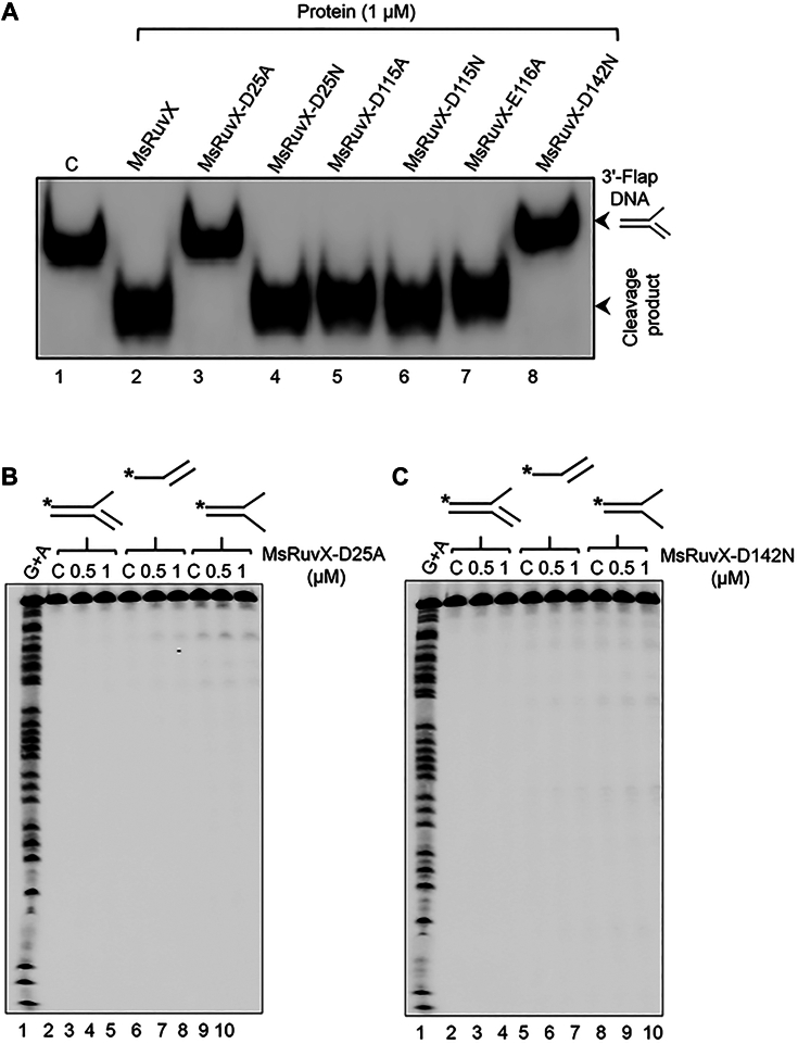 Figure 7