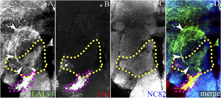 Figure 4—figure supplement 2.